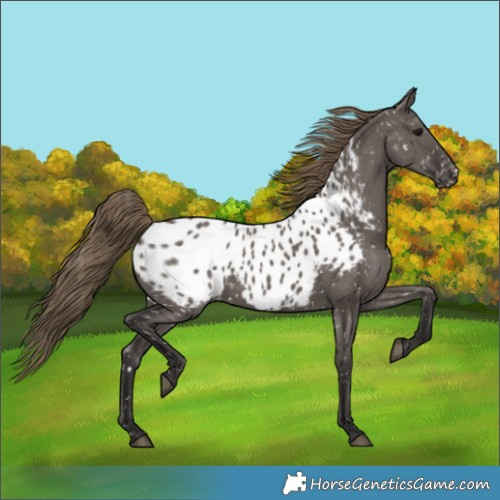 Horse Color:Smoky Grullo Near Leopard 