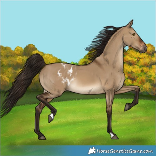 Horse Color:Gray Bay Dun Skewed LP Spotted 