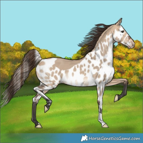 Horse Color:Bay Dun Skewed LP Spotted 