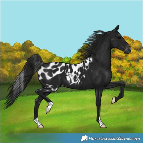 Horse Color:Gray Black Skewed LP Spotted