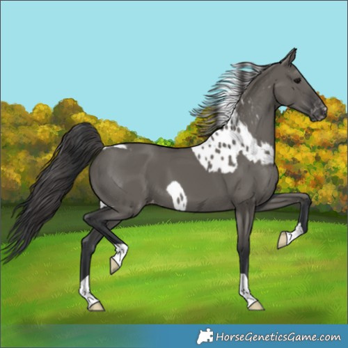 Horse Color:Grullo Skewed LP Spotted