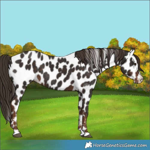 Horse Color:Liver Chestnut Leopard Rabicano 