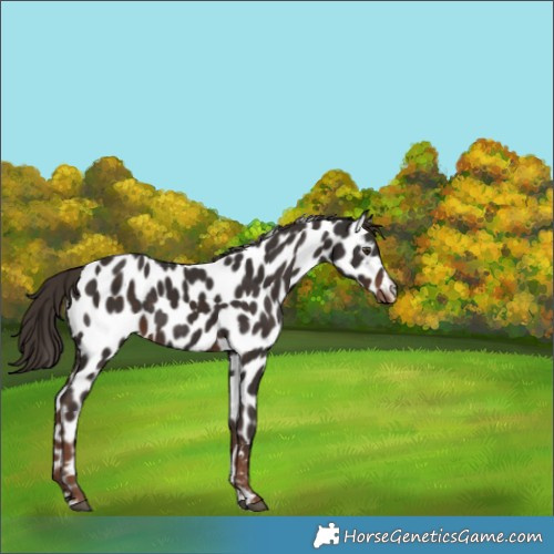 Horse Color:Liver Chestnut Leopard Rabicano 