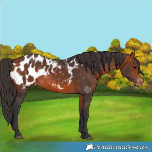 Horse Color:Bay Blanket 