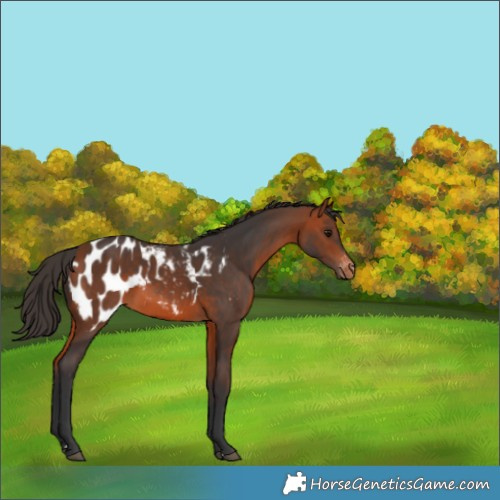 Horse Color:Bay Blanket 