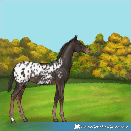 Horse Color:Liver Chestnut Blanket