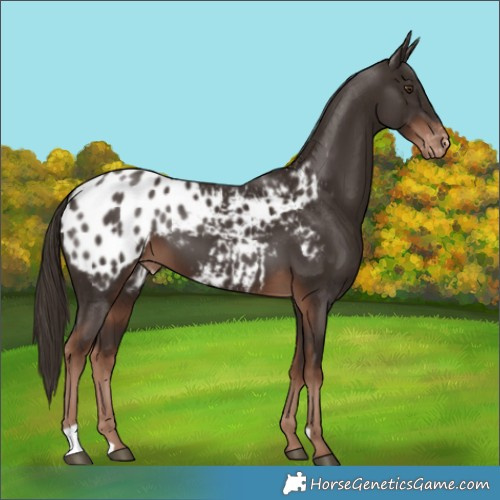 Horse Color:Liver Chestnut Blanket 