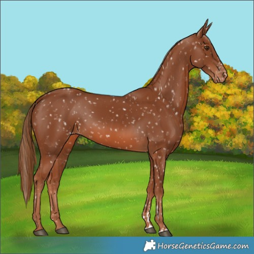 Horse Color:Chestnut Snowflake Varnish