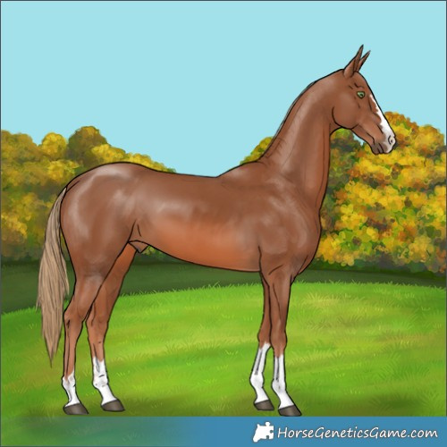 Horse Color:Chestnut 