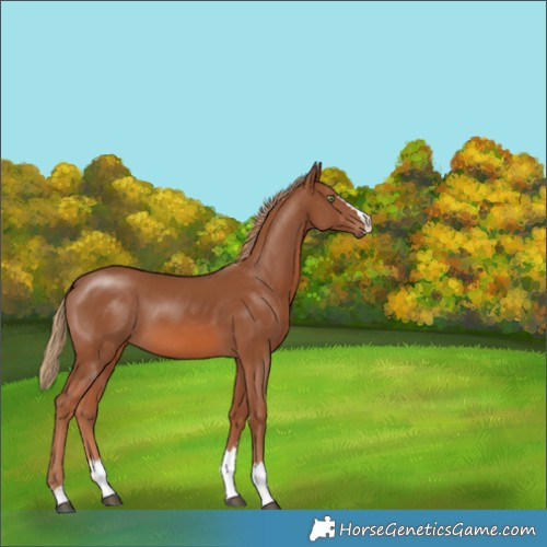 Horse Color:Chestnut 