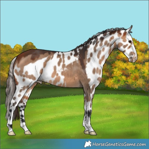 Horse Color:Bay Dun Skewed LP Spotted 