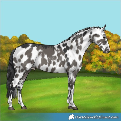 Horse Color:Grullo Skewed LP Spotted 