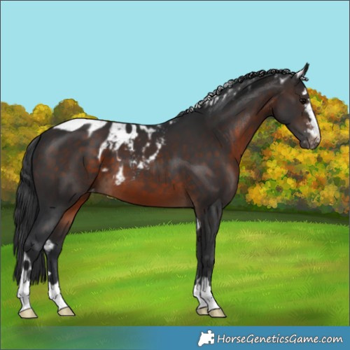 Horse Color:Brown Skewed LP Spotted 