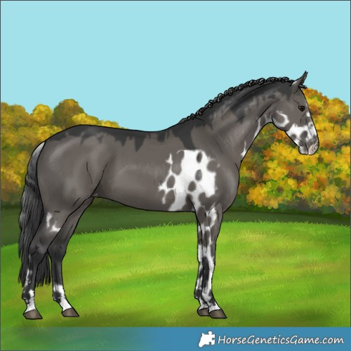 Horse Color:Grullo Skewed LP Spotted 