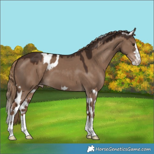 Horse Color:Liver Red Dun Skewed LP Spotted