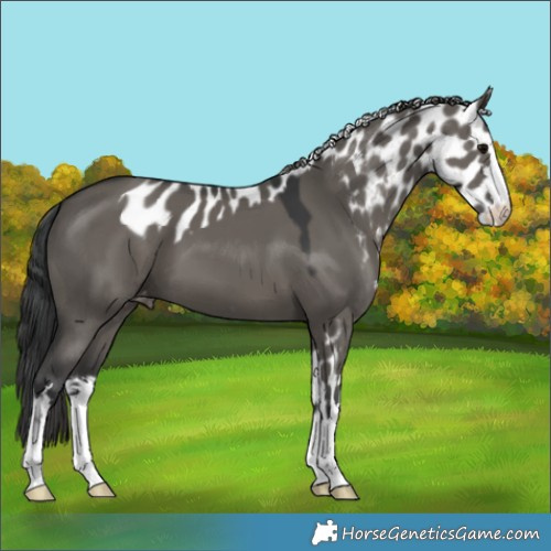 Horse Color:Grullo Skewed LP Spotted