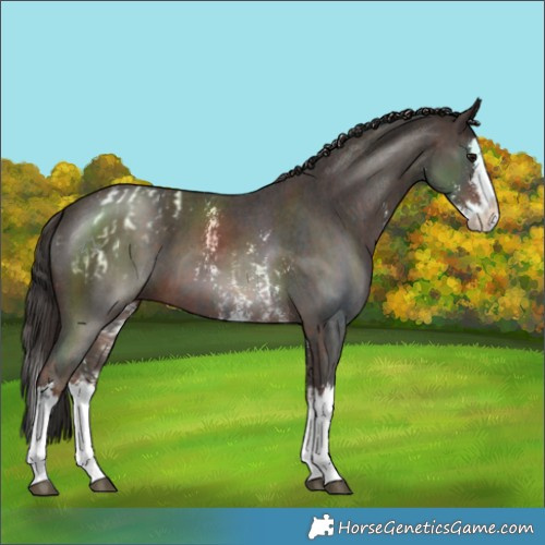 Horse Color:Brown Sabino Splash Blanket  and Liver Chestnut Sabino Splash 