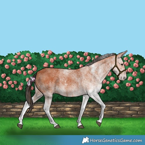 Horse Color:White Spotted Bay