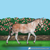 Horse Color:White Spotted Bay 