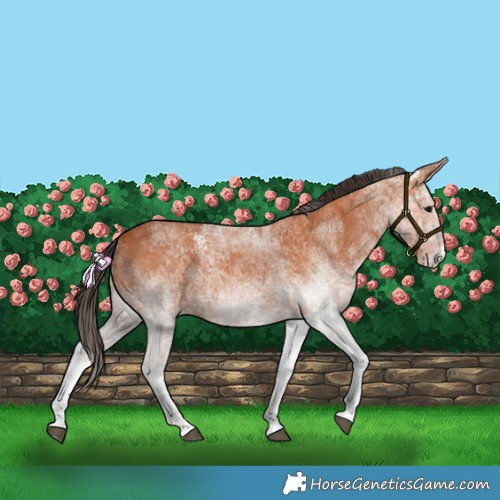 Horse Color:White Spotted Bay 