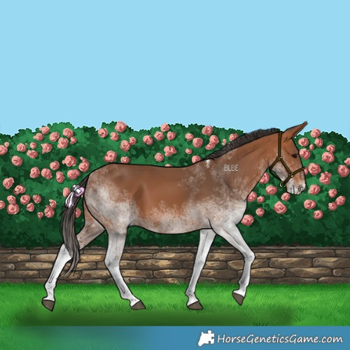Horse Color:White Spotted Bay 
