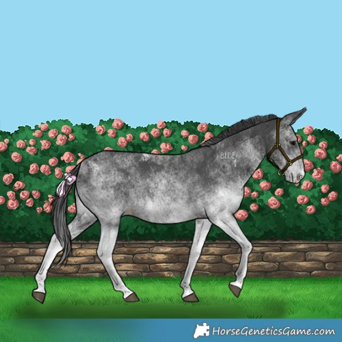 Horse Color:White Spotted Black 