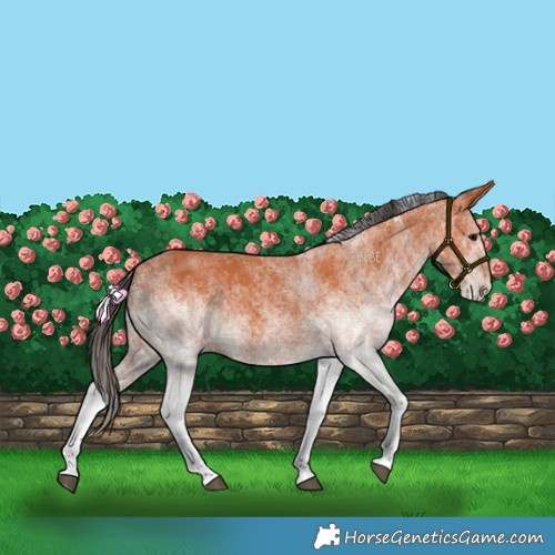 Horse Color:White Spotted Bay 