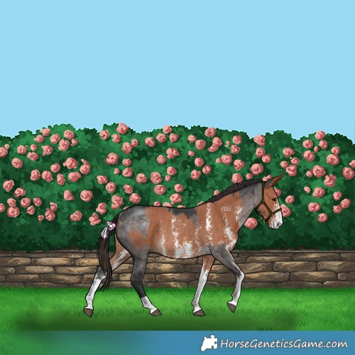 Horse Color:Platinum Brown Dun Rabicano  and Bay Sabino Rabicano 