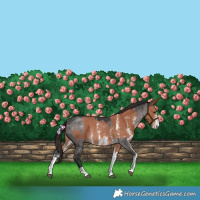Horse Color:Platinum Brown Dun Rabicano and Bay Sabino Rabicano