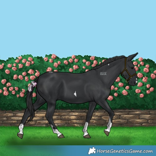 Horse Color:Black Tobiano 