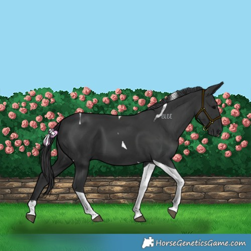 Horse Color:Black Tobiano 