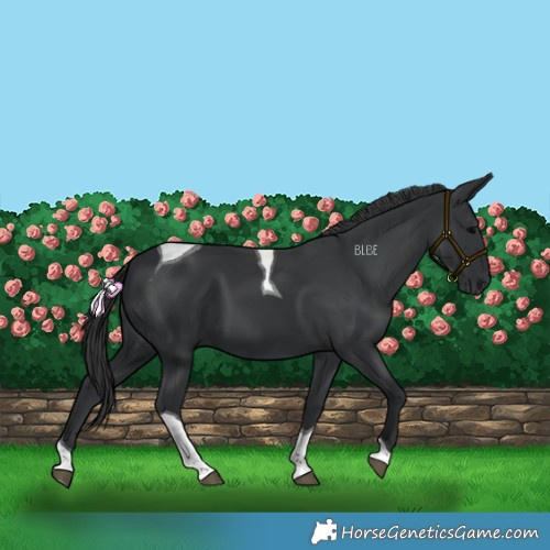 Horse Color:Black Tobiano 