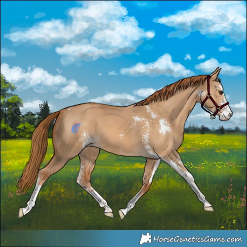 Horse Color:Red Dun Sabino