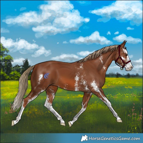 Horse Color:Chestnut Sabino Splash 