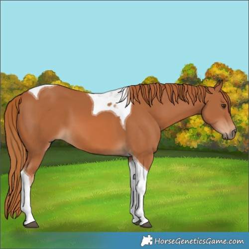 Horse Color:Chestnut Tobiano 