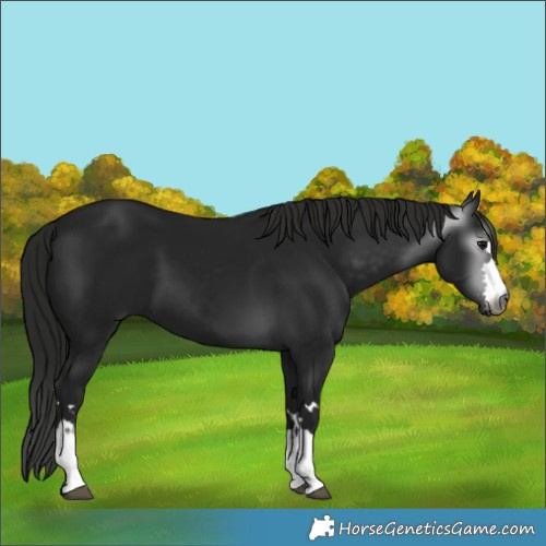 Horse Color:Gray Smoky Black
