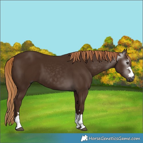 Horse Color:Gray Chestnut 