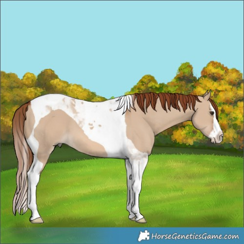 Horse Color:Red Dun Splash Tobiano 
