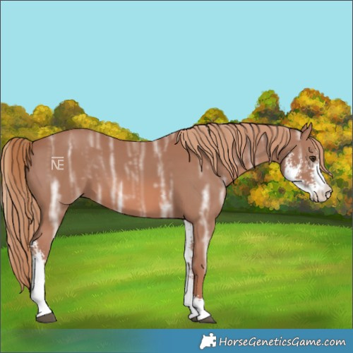 Horse Color:Chestnut Ice Sabino