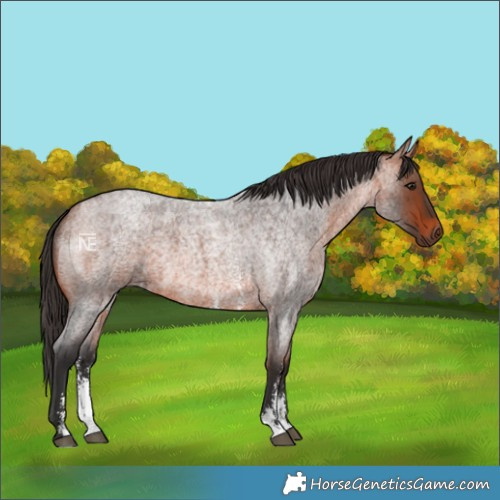 Horse Color:Bay Roan Sabino
