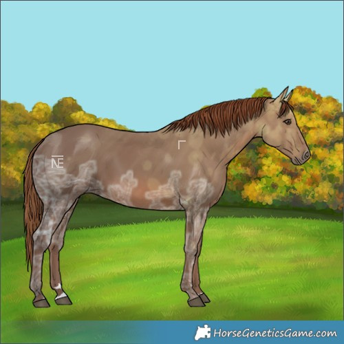 Horse Color:Chestnut Ice