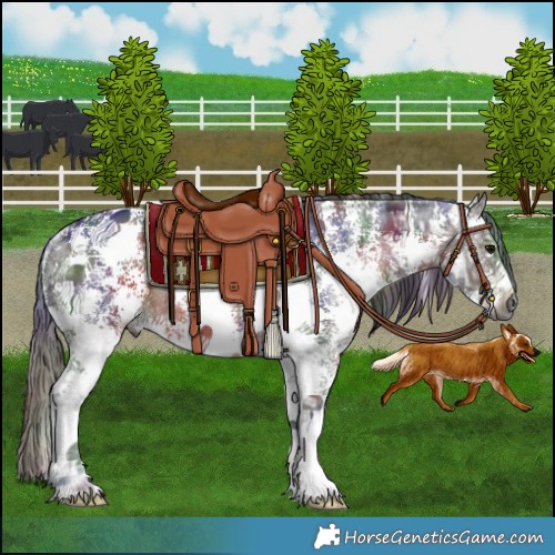 Horse Color:Gray Nacre Bay Ice Sabino Rabicano