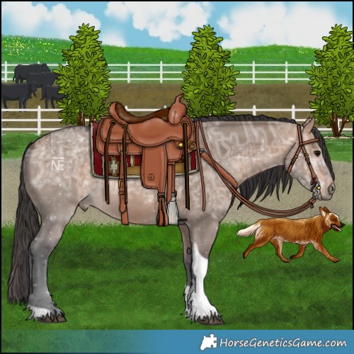 Horse Color:Bay Ice Dun Tobiano Rabicano 