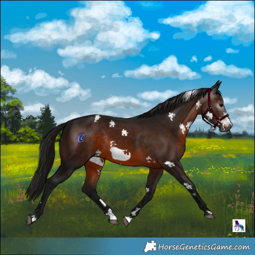 Horse Color:Gray Bay Frame Rabicano 