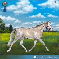 Horse Color:White Spotted Cremello Splash Rabicano