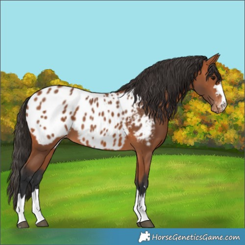 Horse Color:Bay Near Leopard