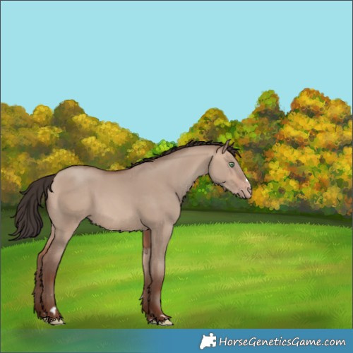 Horse Color:Sable Champagne Dun