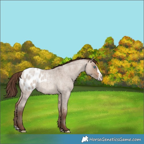 Horse Color:Sable Champagne Roan Dun Splash Frame Blanket 