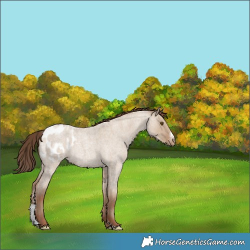 Horse Color:Classic Champagne Roan Dun Sabino Blanket