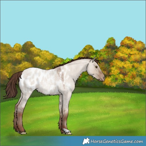 Horse Color:Classic Champagne Roan Dun Blanket 